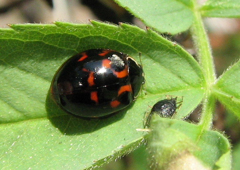 Coccinella  a semilune rosse - Harmonia axyridis